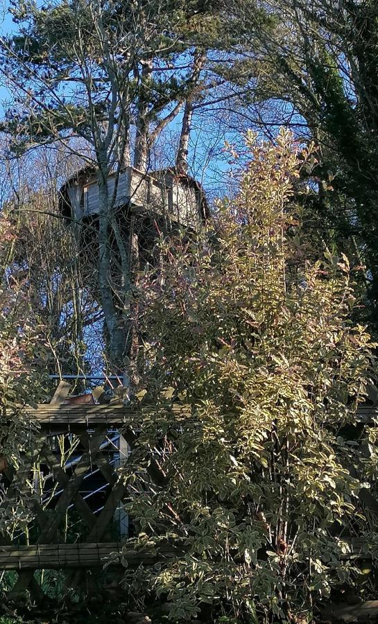 إتريتا Sherwood Tree المظهر الخارجي الصورة